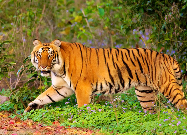 Tigre mientras india paquetes turísticos