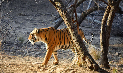 Tigre en Jungle safari durante viajes jaipur