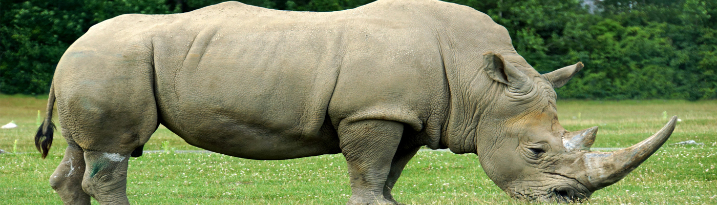 14 Días Viaje Tigre Con Rinoceronte