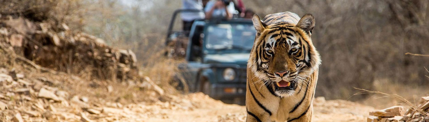 10 Días Viaje Fotografia de Tigre en Parque nacional Bandhavgarh