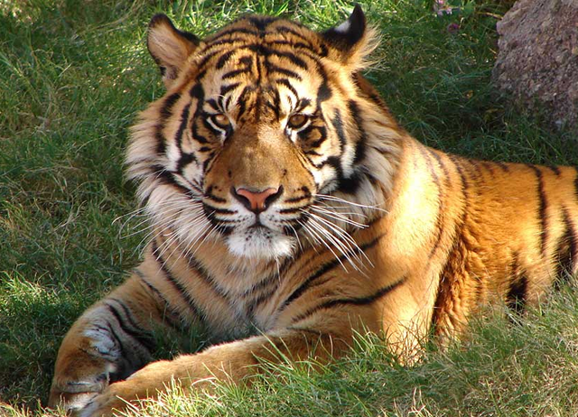 Fotografía de Tigre en el Parque Nacional de Bandhavgarh