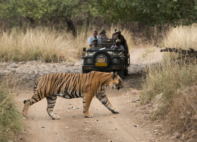 tigre en safari en la jungla mientras viaje india 15 dias
