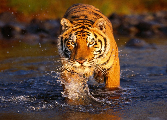 tigre en safari en la jungla mientras viajar la india