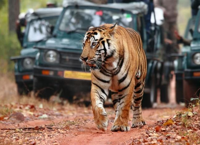 tigre en un safari por la jungla mientras viajes a la india